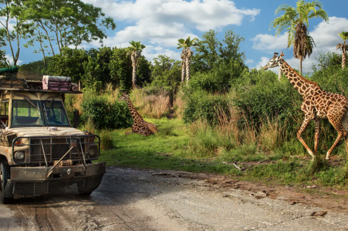 kuorma-auto ajaa kirahvien viereen kilimanjaro-safarimatkan aikana Disneyn eläinkunnan teemapuistossa