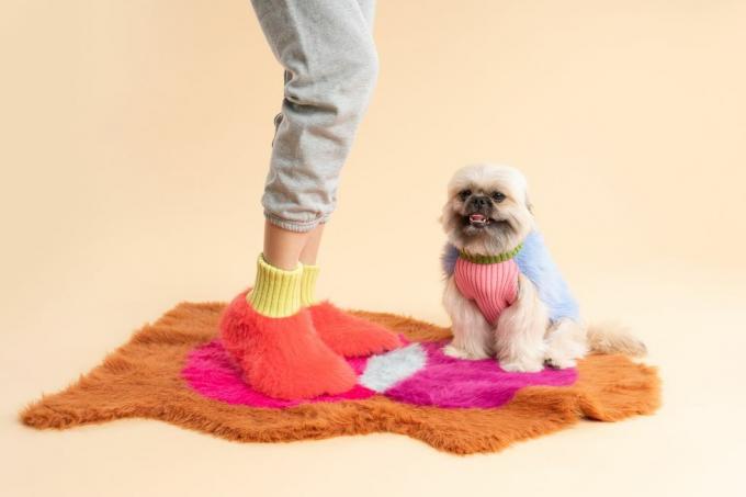 koira, jolla on villapaita ja vaaleanpunainen paita